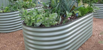 raised garden beds
